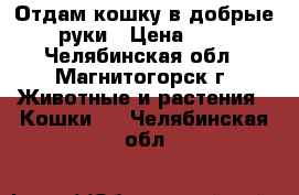 Отдам кошку в добрые руки › Цена ­ 0 - Челябинская обл., Магнитогорск г. Животные и растения » Кошки   . Челябинская обл.